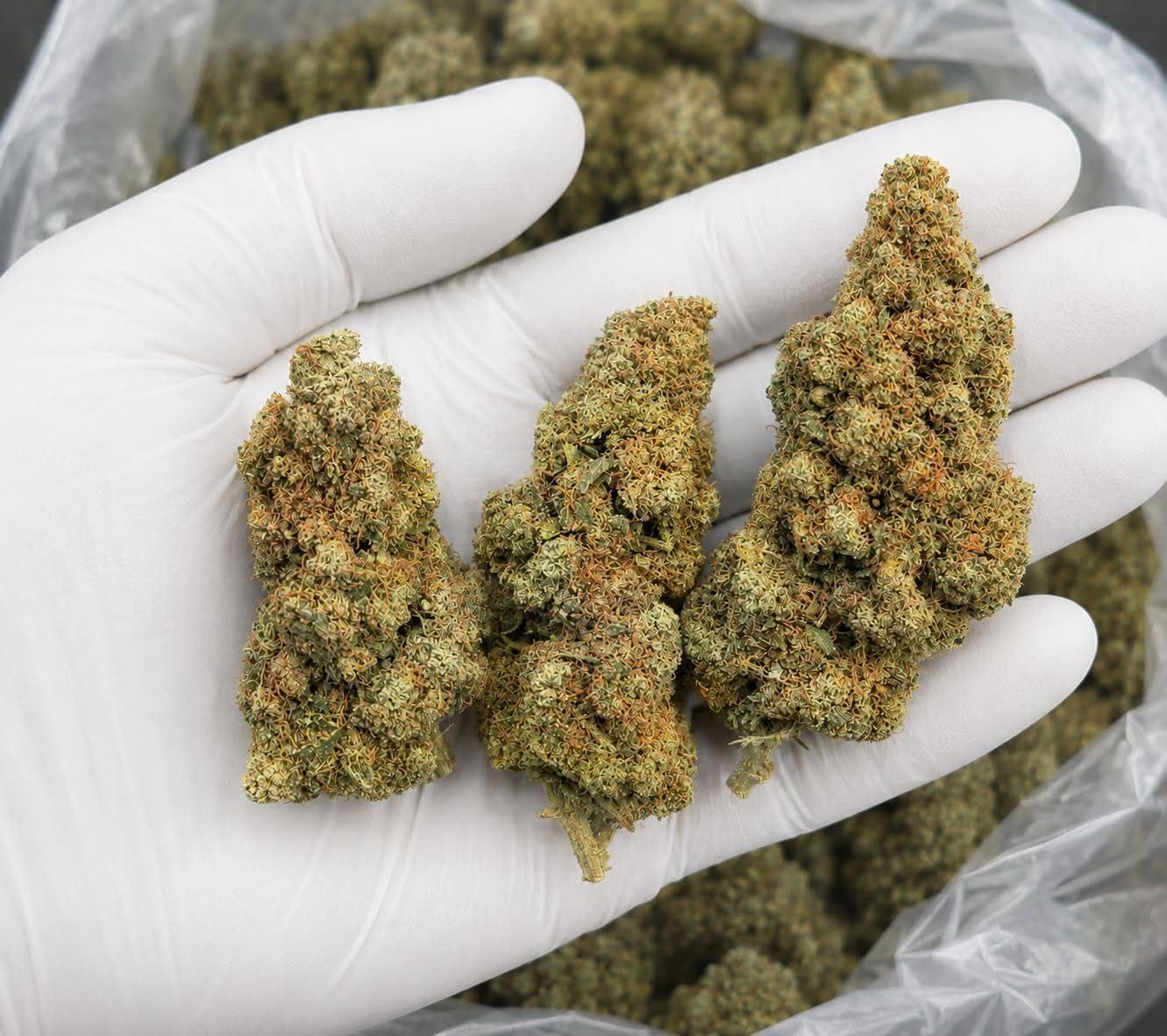Billede af Golden Kush Bud’s